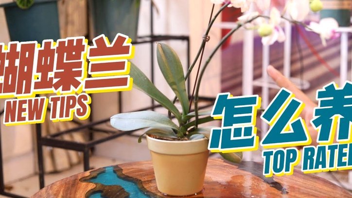 花呗商家平台操作全解析