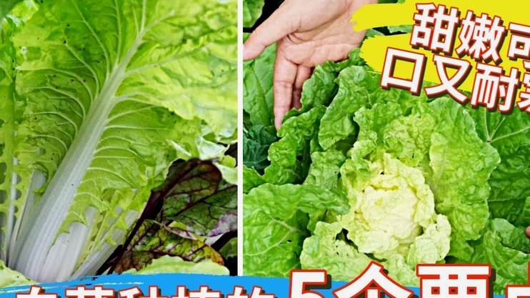 白条怎么用才不踩坑