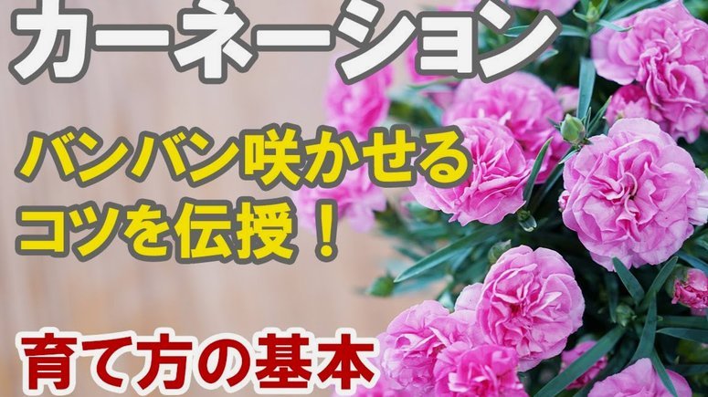 花呗现在叫什么？背后有何玄机？