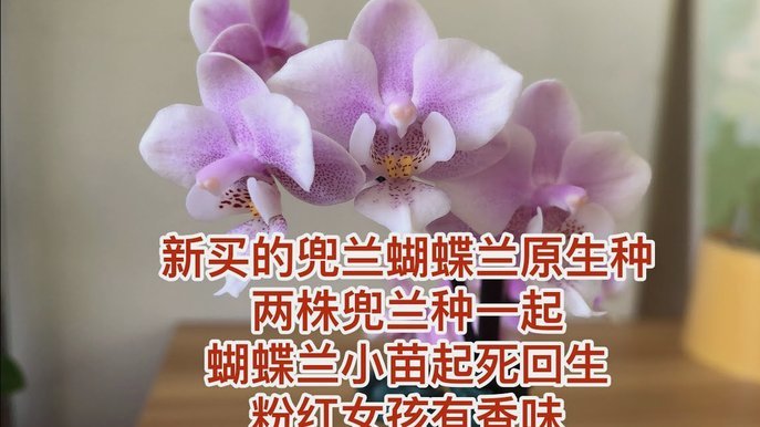 花呗替别人套现有什么后果