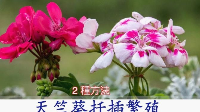 携程拿去花怎么提现出来