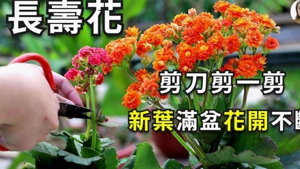 秒花花退款真相：用户是否收到？