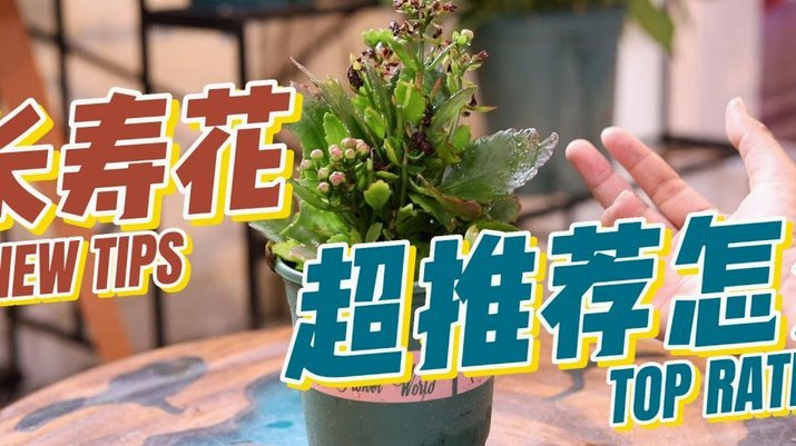 根治假货：构建全链路透明化追溯系统