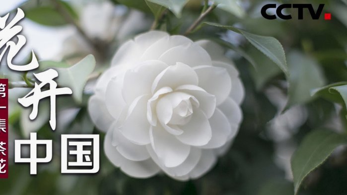 花呗分期套现平台 现在能用吗