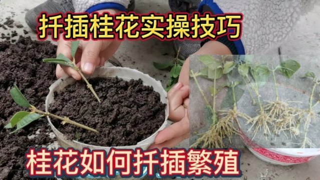 掌握携程拿去花高效提现技巧