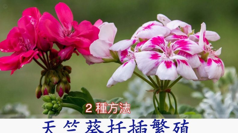 携程拿去花提现指南