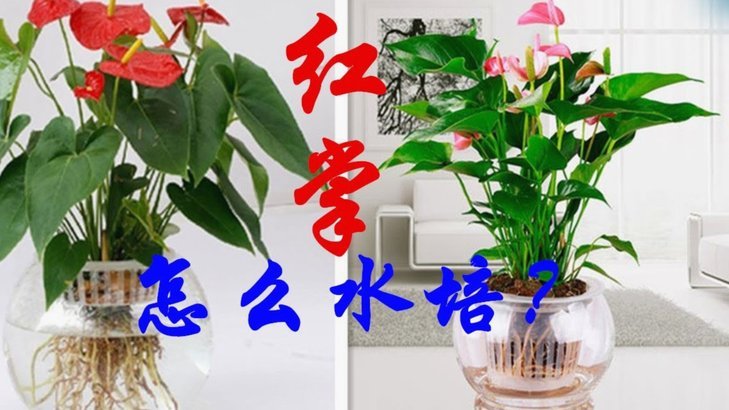 如何提高花呗额度